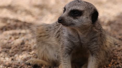 meerkat moves and looks around in natural habitat