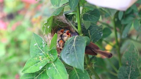 Ashy-Wren-Warbler-feeds-young-hungry-fledglings-in-the-nest-on-a-branch