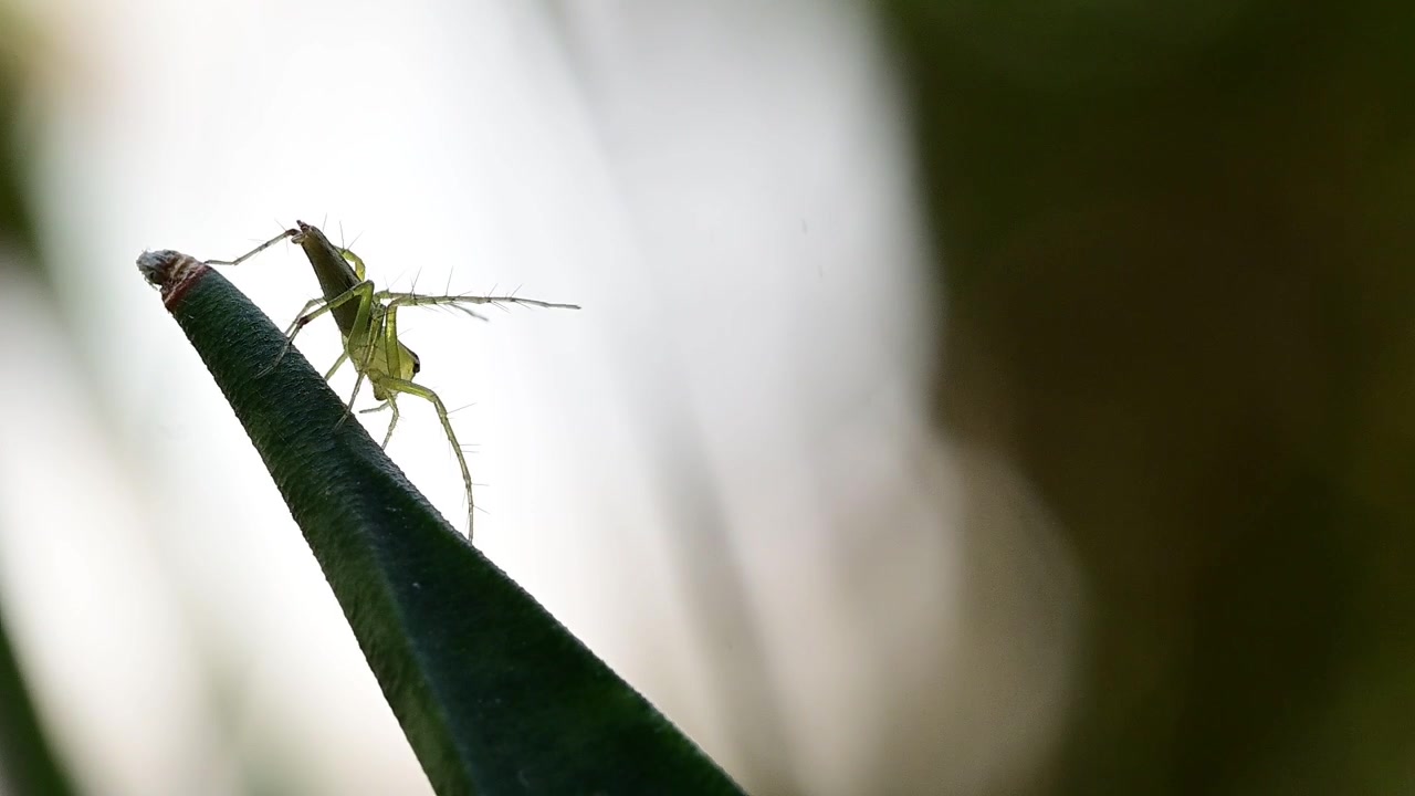 Osservazione della particolare disposizione esagonale degli occhi e delle spine delle zampe a forma di ago del ragno lince durante la sua caccia mattutina