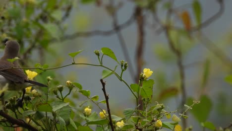 Sunbird-En-El-área-Del-Estanque-..