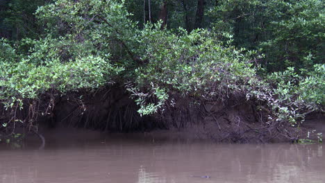 pov-pan shot a lo largo del manglar del río tarcoles desde un bote