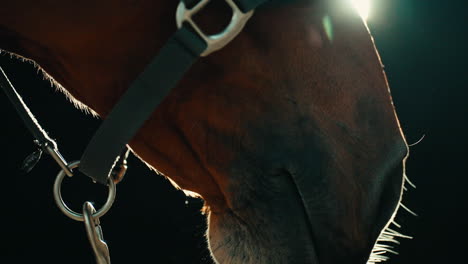 closeup of brown horse's muzzle panning up to black eye, beautiful equestrian animal