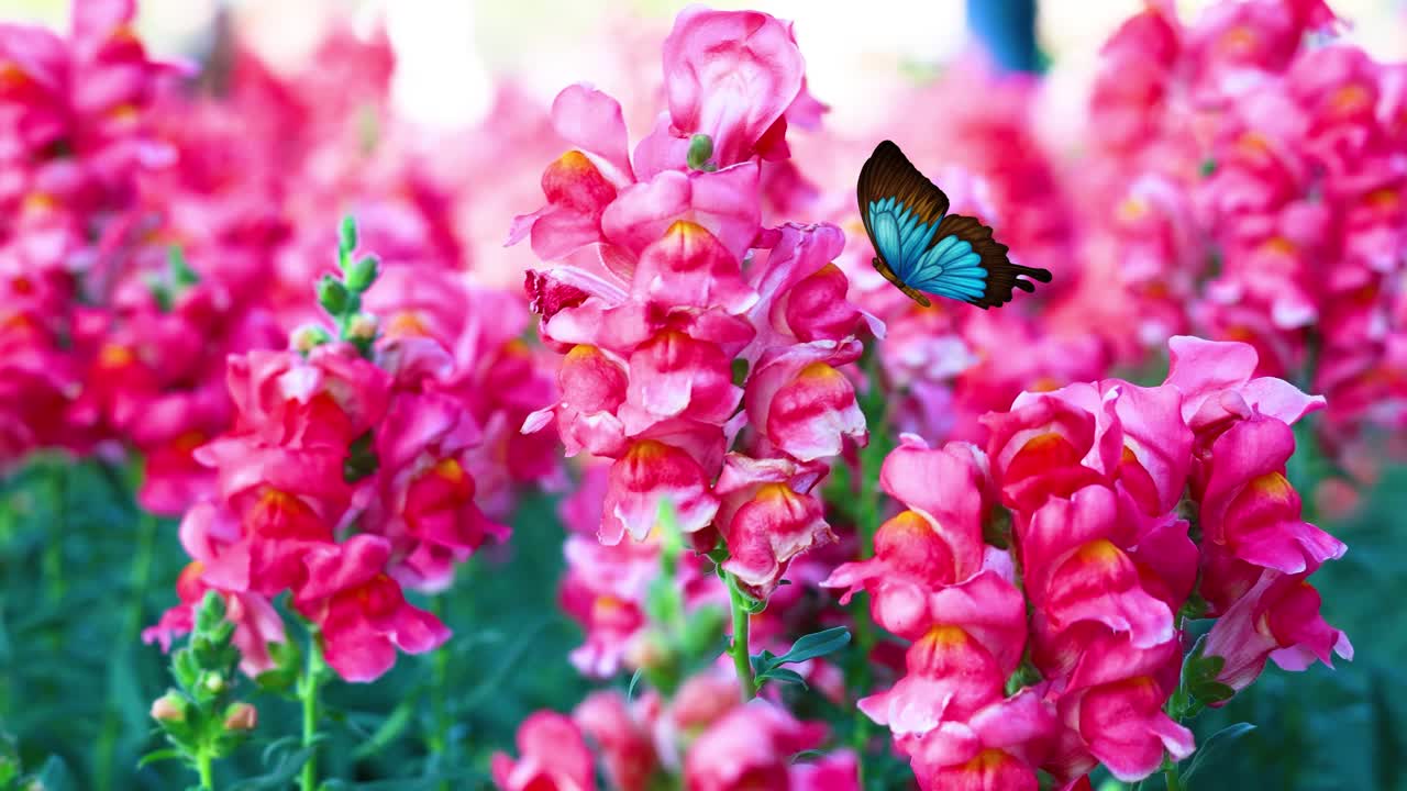 Blue butterflies gracefully flutter around vivid pink flowers, creating a serene and colorful animation with smooth transitions