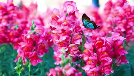 Blue butterflies gracefully flutter around vivid pink flowers, creating a serene and colorful animation with smooth transitions