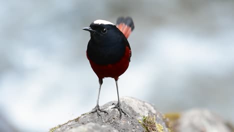 el colirrojo de cabeza blanca es conocido por su hermosa corona blanca, alas de color azul oscuro negruzco y marrón debajo de las plumas y su cola comienza con rojo