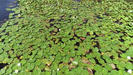 vuelo aéreo de drones sobre nenúfares con flores blancas