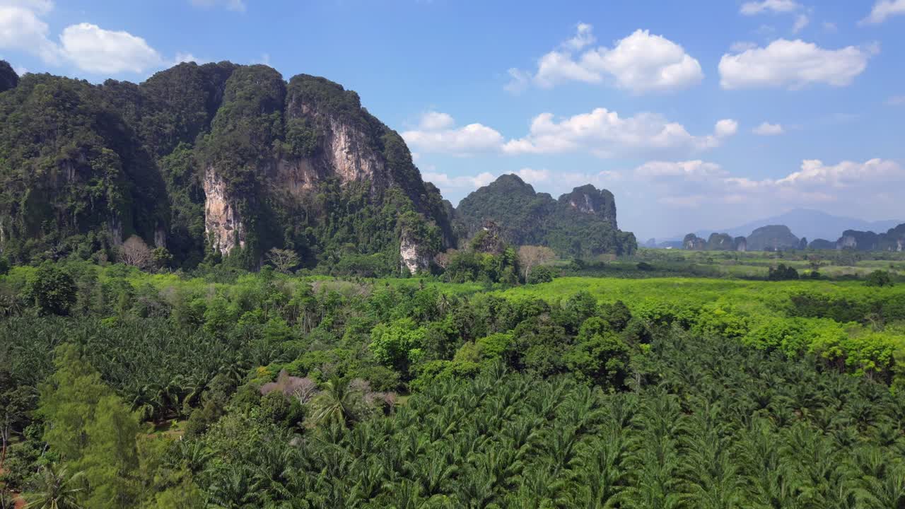 plantación de palmeras bosque verde exuberante está cubriendo el suelo del valle debajo de las altas montañas de piedra caliza en krabi, tailandia