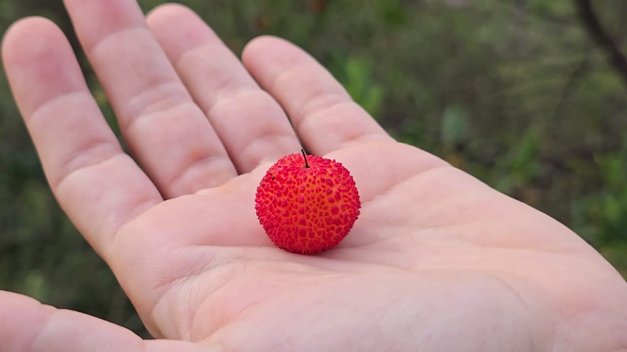 Close-up tangan memetik buah pohon stroberi yang matang dari telapak tangan yang terbuka di hutan.