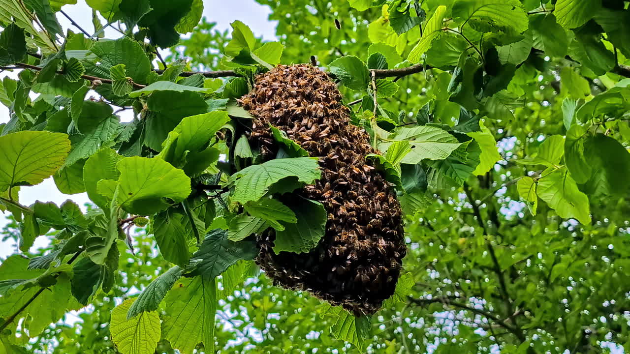 Wasp nest exposed in open air as buzzing insects fly around its outer surface in summer heat