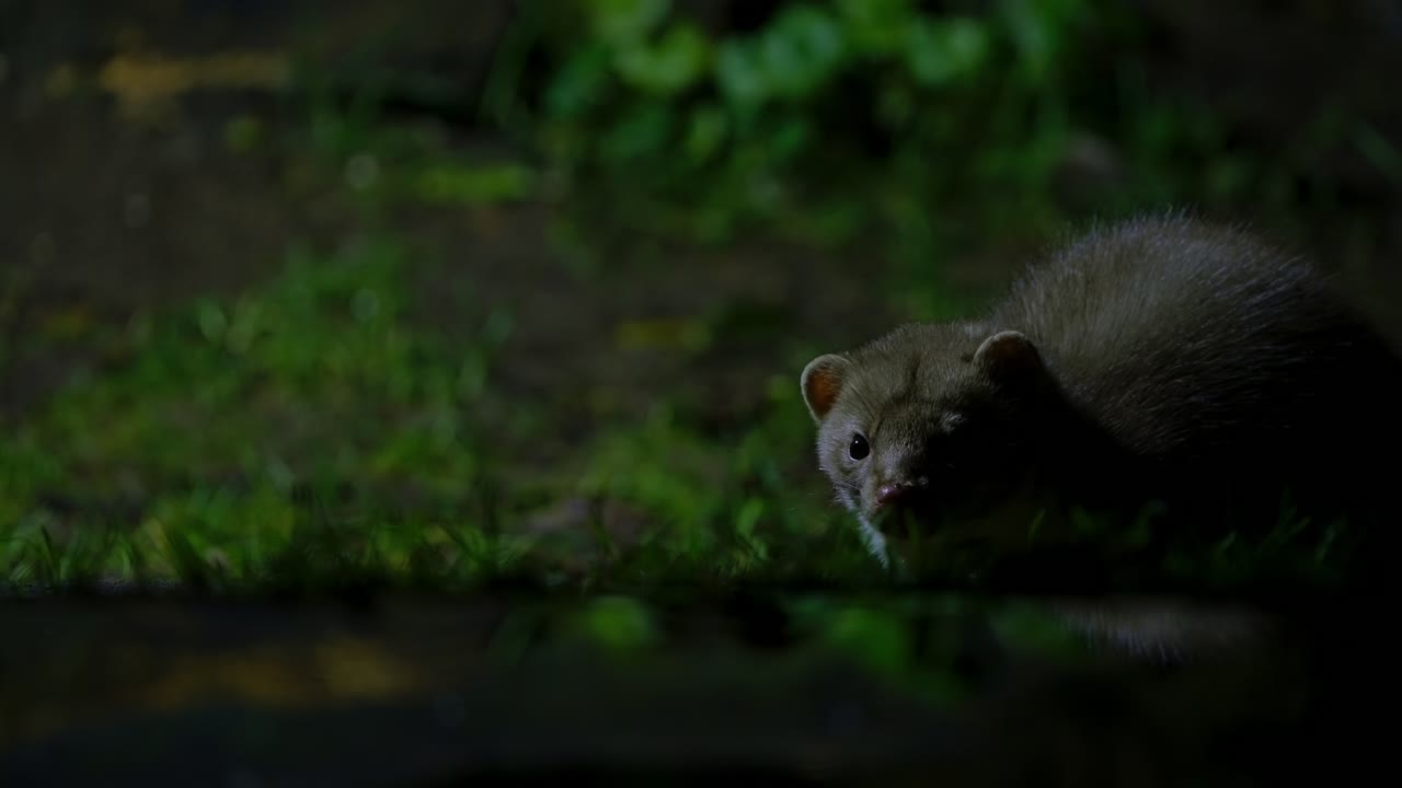 A beech marten creeping through the shadows of a dark forest floor at night in Drenthe