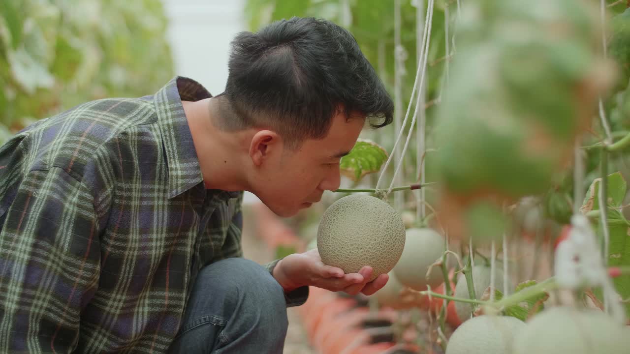 Asian Farmer Smelling Melon In Greenhouse Melon Farm