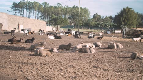 Animales-De-Granja-Ovejas,-Con-Sus-Crías-Descansan-Al-Aire-Libre