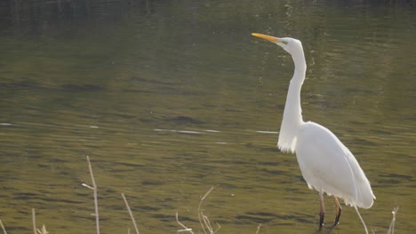 gran garceta blanca o garza en un arroyo jangjae seúl, corea