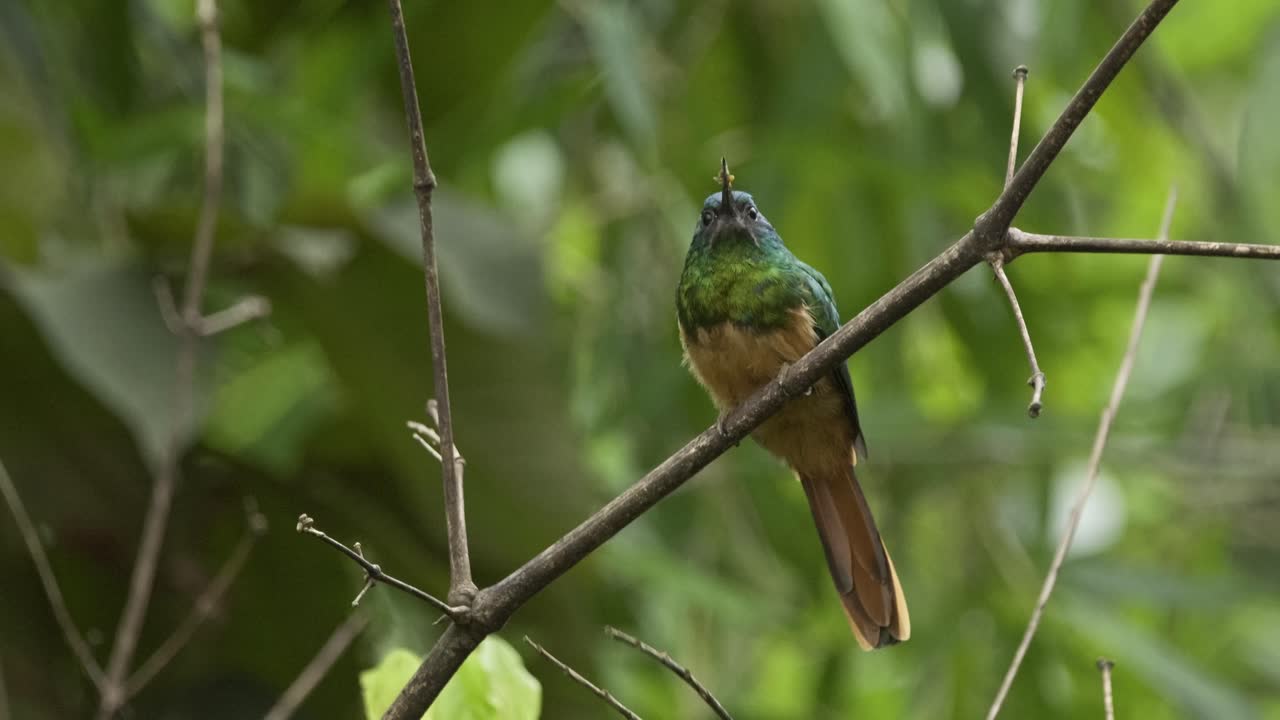 un pájaro jacamar posado en una rama luego vuela en círculo y caza un pequeño insecto y vuelve a aterrizar en la rama para comerlo, disparo estático