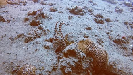 un pulpo imitador moviéndose a lo largo del fondo del océano