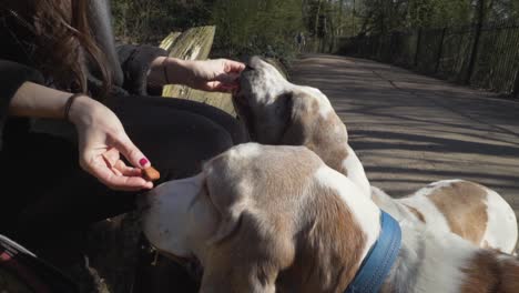 2 bassett hounds being fed a snack by their female owner in a park