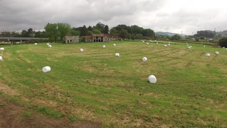 balas de heno en el campo agrícola