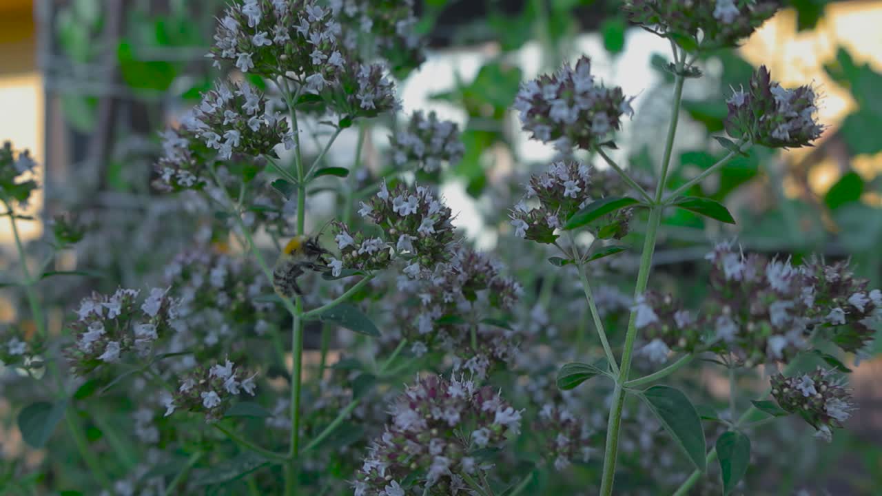 imágenes de una abeja aterrizando en un arbusto de flores con otra abeja moviéndose en el fondo mientras las plantas se mueven lentamente con el viento en un cálido día de verano en 4k