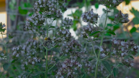 Aufnahme-Einer-Biene,-Die-Auf-Einem-Blumenbusch-Landet,-Mit-Einer-Anderen-Biene,-Die-Sich-Im-Hintergrund-Bewegt,-Während-Sich-Die-Pflanzen-An-Einem-Warmen-Sommertag-In-4K-Langsam-Im-Wind-Bewegen.