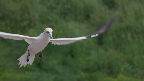 gannet del norte en vuelo con un fondo de cielo azul en ile bonaventure en percé, quebec, canadá