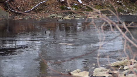confused duck floating down a creek in pennsylvania
