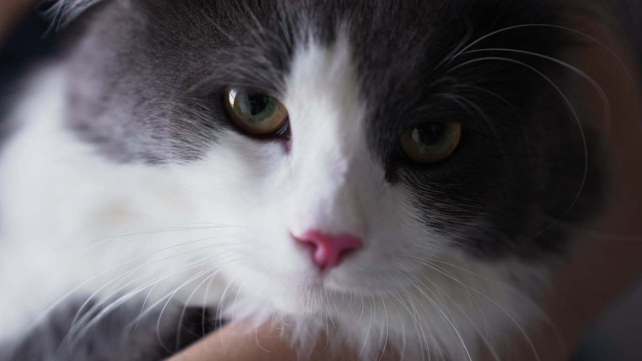 귀여운 고양이 클로즈업