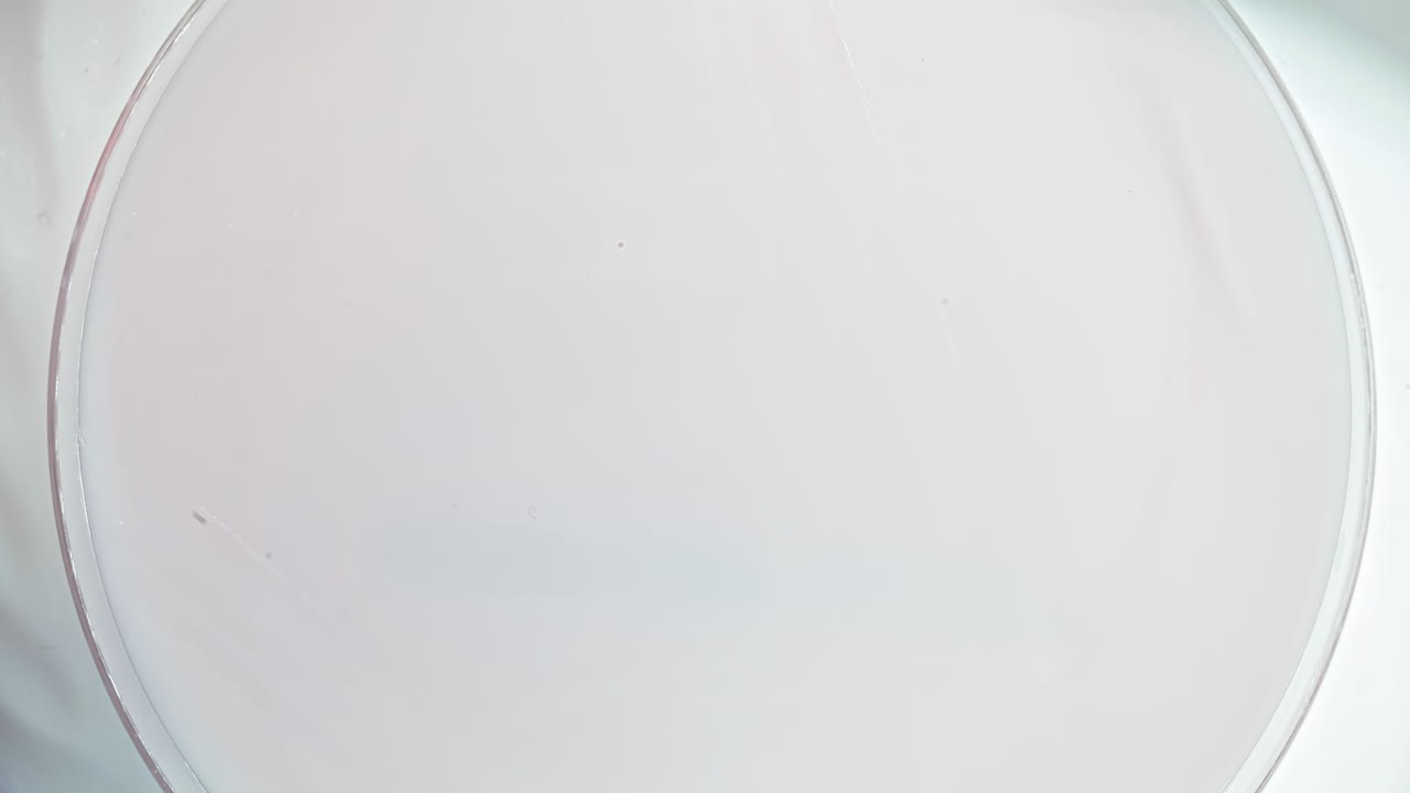 실험실의 페트리 접시에서 자라는 미생물 - 과학 시간 경과