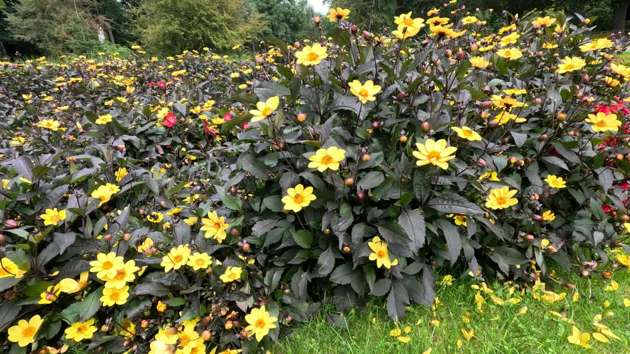 A bee moves among vibrant yellow Turnera ulmifolia flowers in a lush garden park in Berlin, captured in natural daylight with a steady camera
