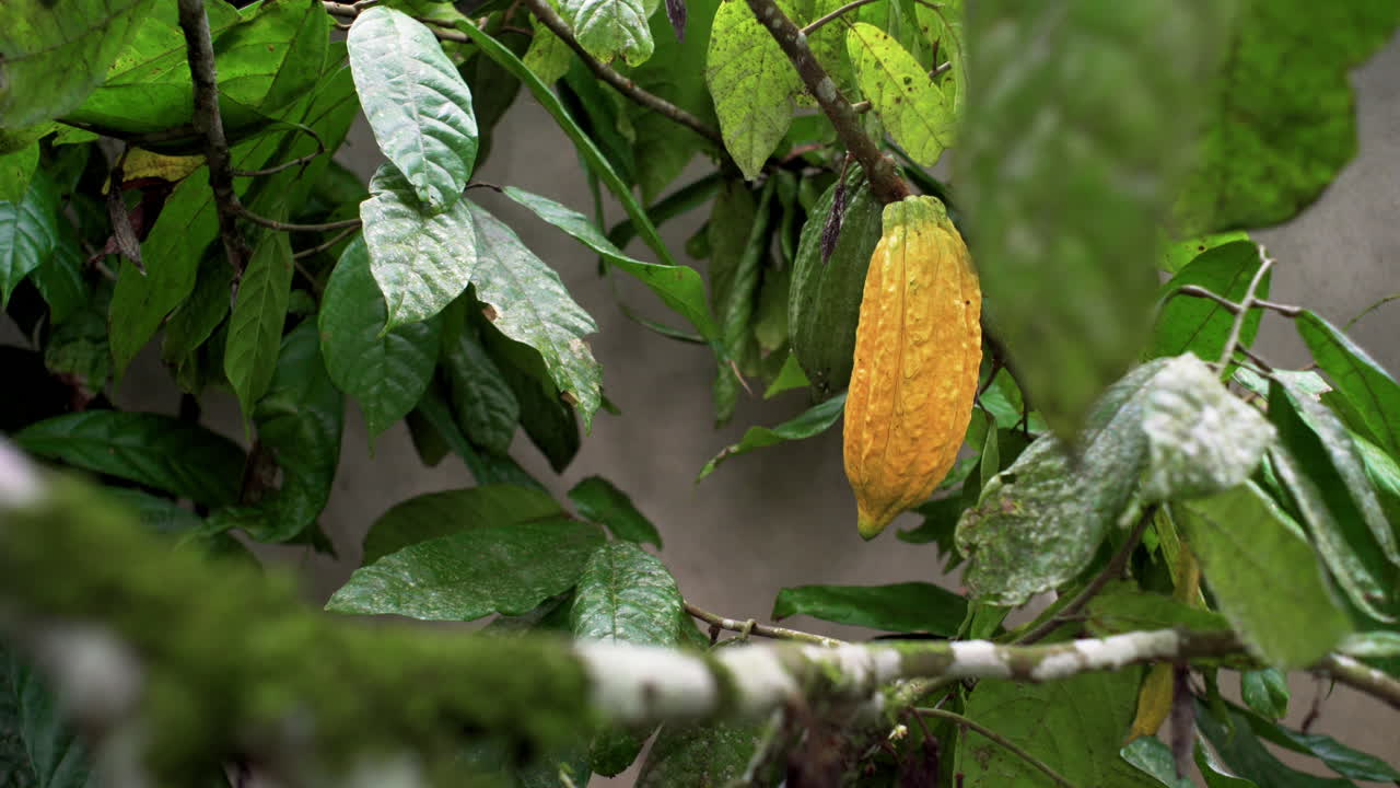 Amazonian yellow cacao fruit with pod hanging on tree in rainforest - Close up shot