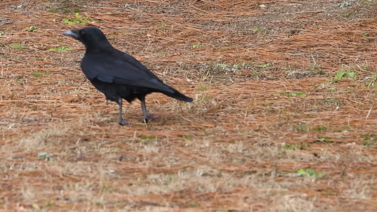 A crow walks across a dry, grassy area, showcasing its sleek black feathers and curious demeanor.