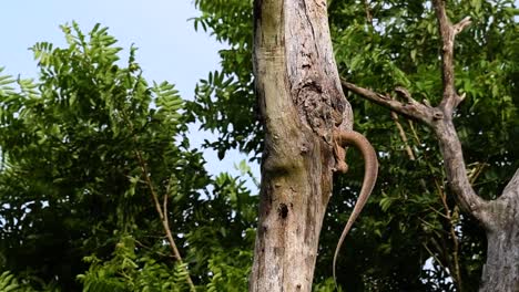 the clouded monitor lizard is found in thailand and other countries in asia