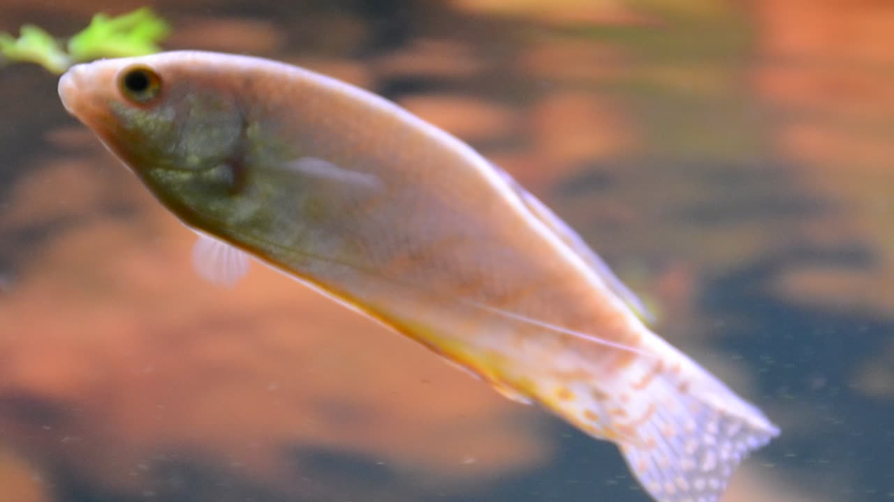 Pesci dell'Acquario