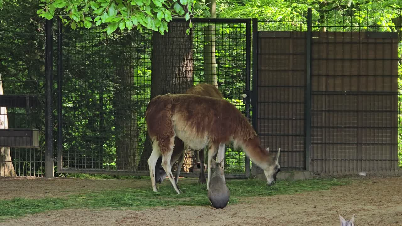 Pair of brown llamas eating hay and relaxing outdoors