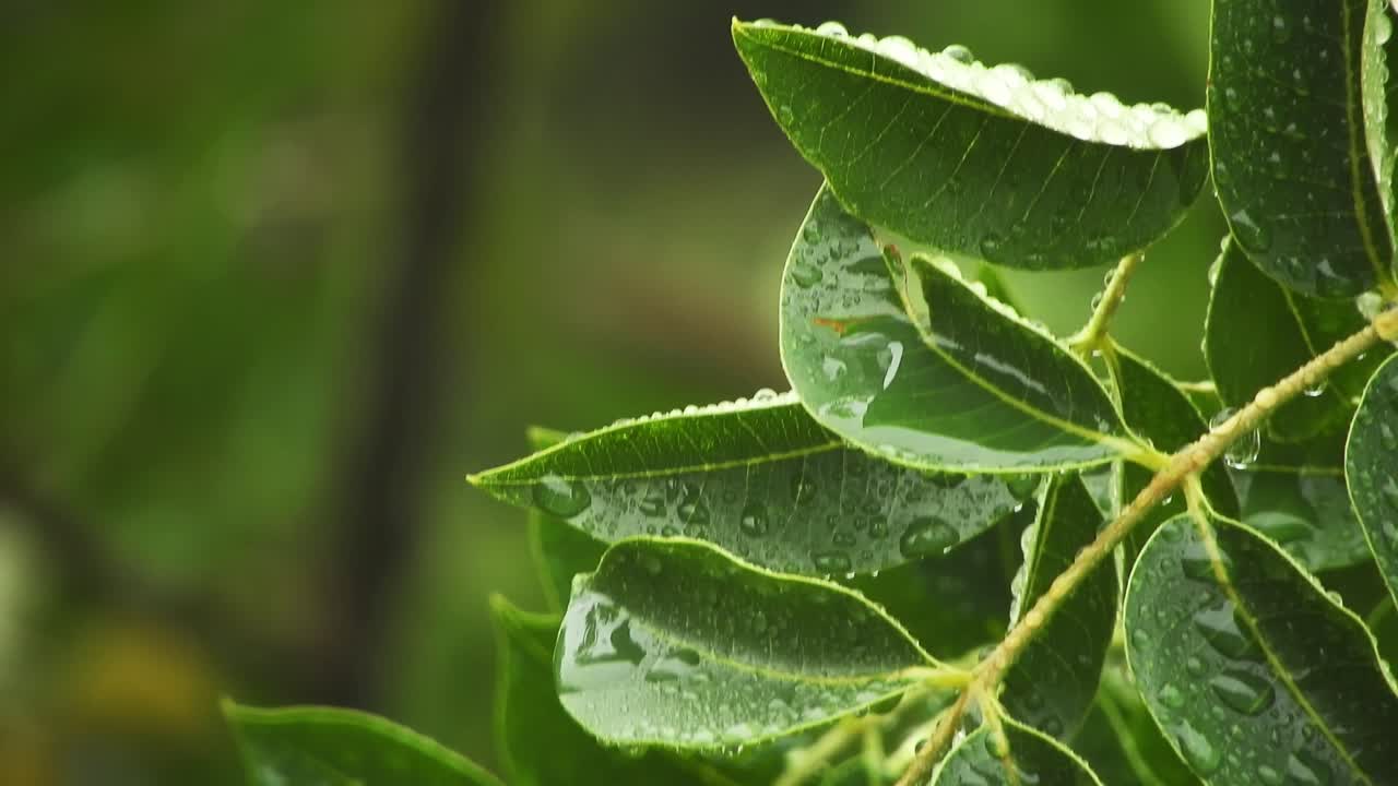 árbol verde esmeralda con hojas grandes con gotas de agua balanceándose y moviéndose suavemente bajo la lluvia, tranquilo estado de ánimo de meditación suave