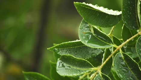 Emerald-green-tree-with-big-leaves-with-water-drops-swaying-and-moving-gently-in-the-rain,-calm-gentle-meditation-mood