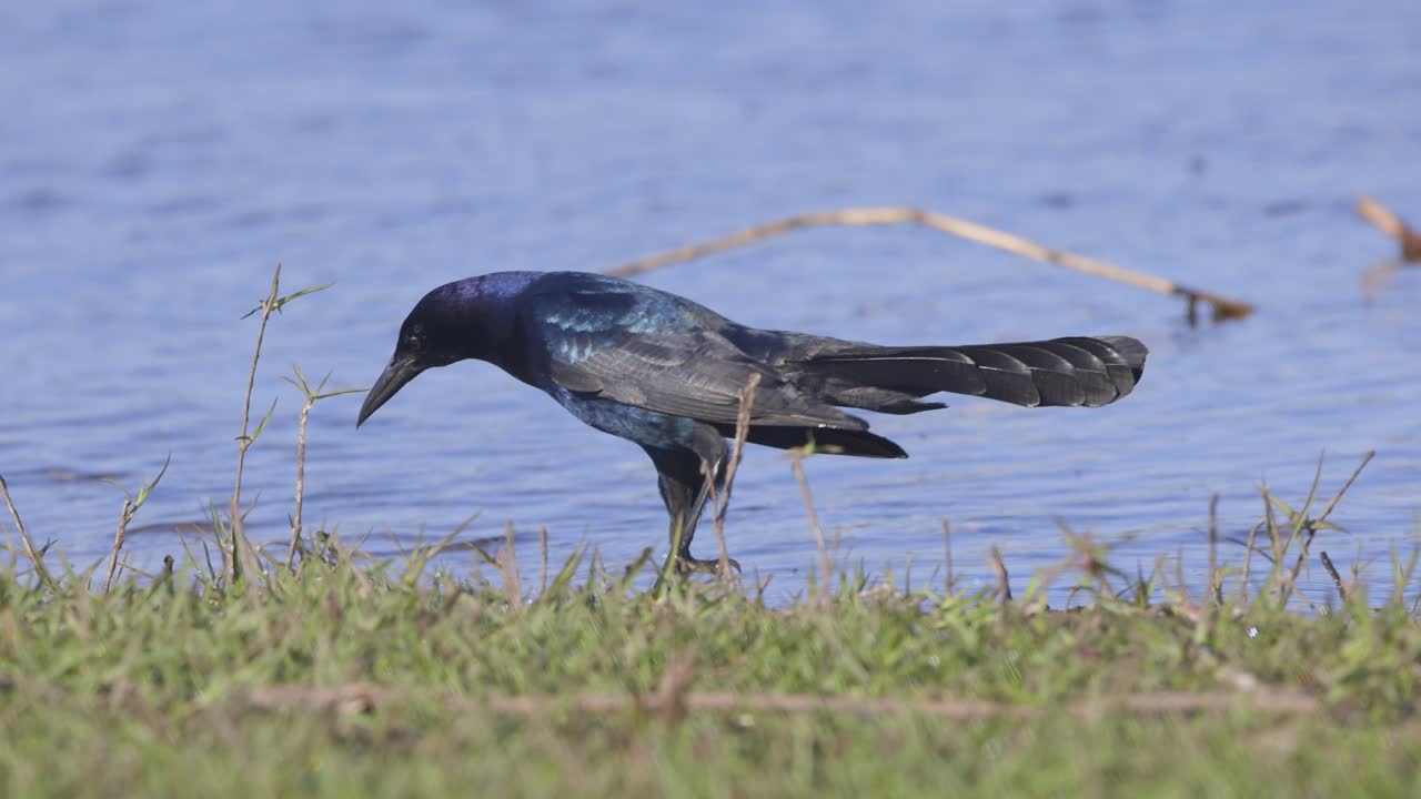 grackle común con plumas brillantes iridescentes caminando a lo largo de la orilla del agua