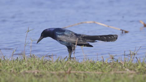 common grackle with iridescent shimmery feathers walking along water edge