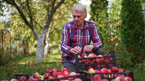 aged farmer sits over the boxes filled with apples. man looking through the freshly picked harvest of organic fruit in his garden.