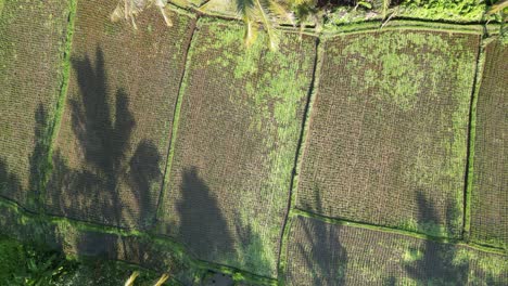 Drone-aerial-footage-of-a-lush-rice-field-in-Ubud,-Bali,-Indonesia