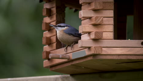 Ein-Kleiber-Auf-Einem-Vogelhäuschen-Mit-Einem-Korn-Im-Schnabel