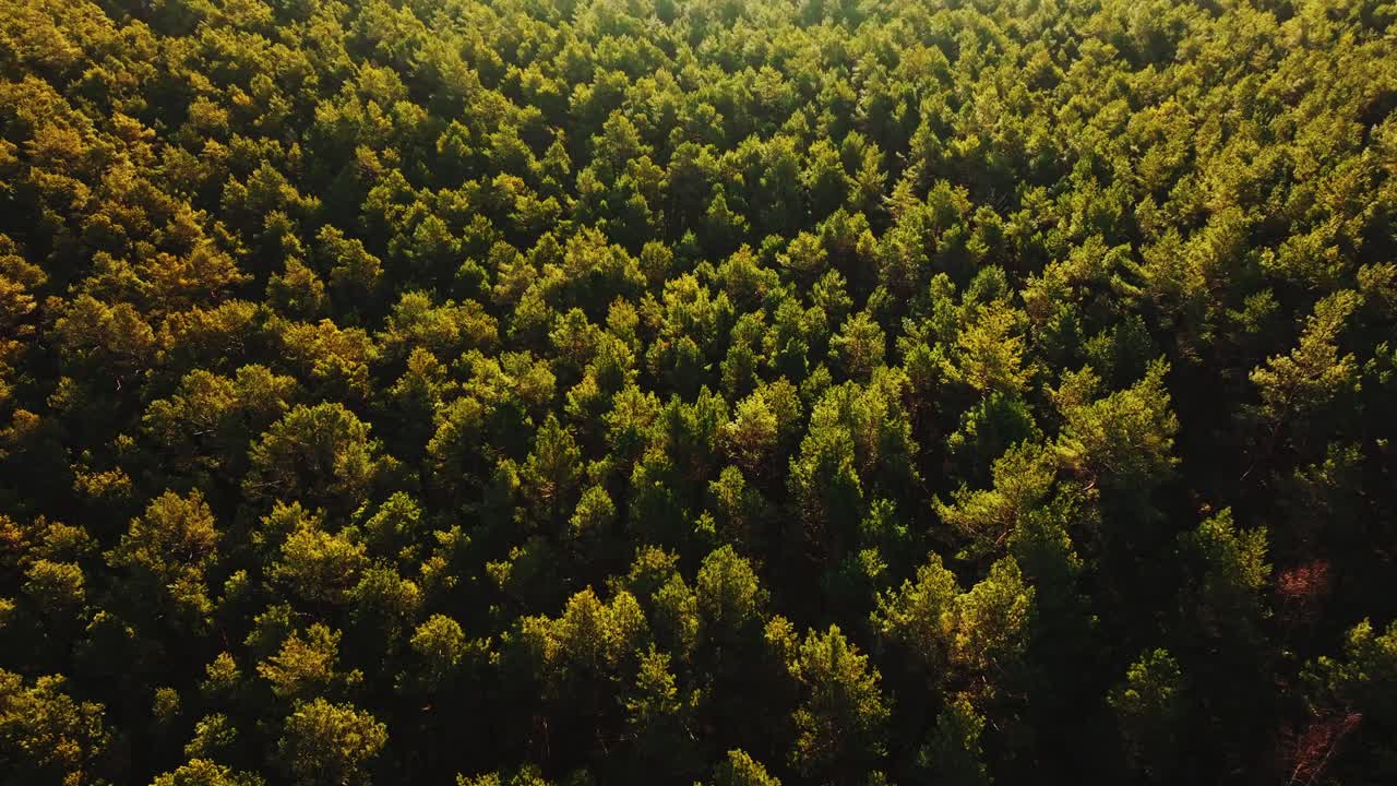 Spring light touches pine canopy as drone moves forward through wilderness