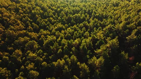 spring light touches pine canopy as drone moves forward through wilderness