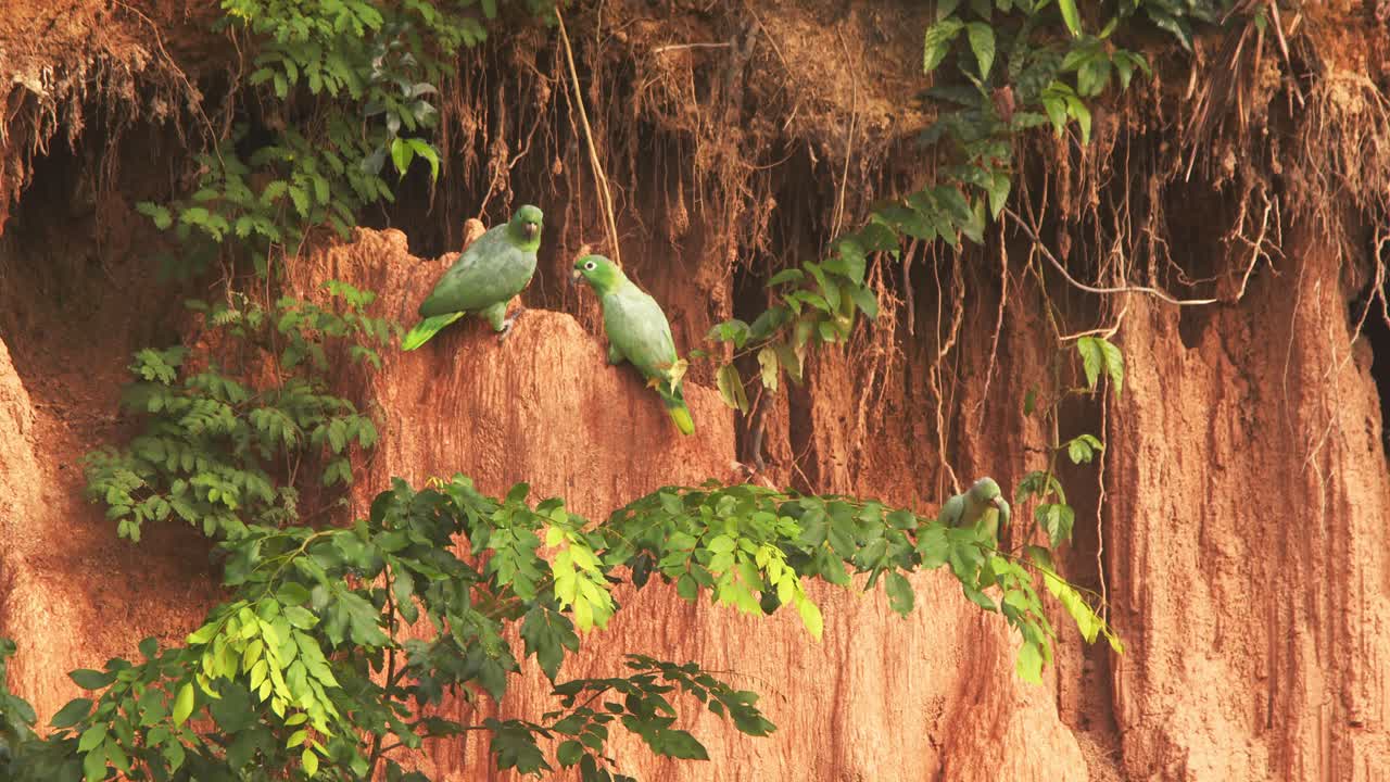 Mealy parrots feeding on a clay lick along the Amazon riverbank, vibrant wildlife in lush rainforest at chuncho