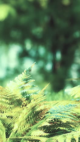 close up of green fern leaves in a forest setting