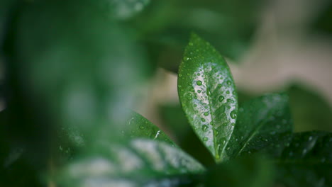 Spraying-water-on-green-leaves