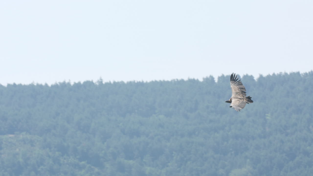 buitre grifo volando con el bosque en el fondo francia gorges du tarn