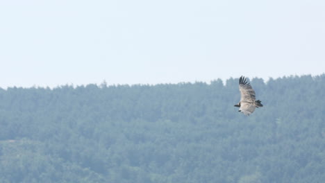 Gänsegeier-Fliegen-Mit-Wald-Im-Hintergrund-Frankreich-Gorges-Du-Tarn