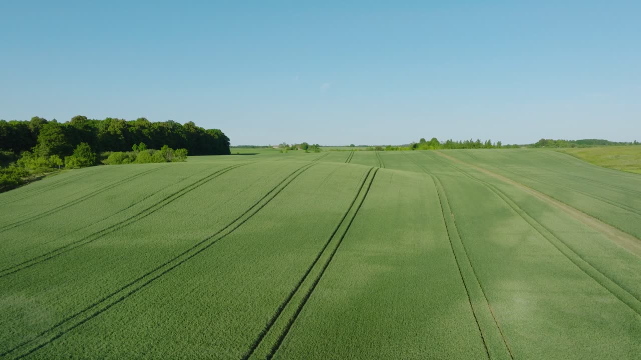 Aerial establishing view of ripening grain field, organic farming, countryside landscape, production of food and biomass for sustainable management, sunny summer day, wide drone shot moving forward