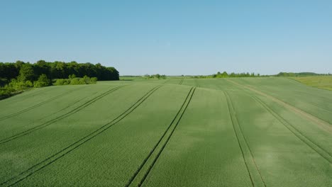 Aerial-establishing-view-of-ripening-grain-field,-organic-farming,-countryside-landscape,-production-of-food-and-biomass-for-sustainable-management,-sunny-summer-day,-wide-drone-shot-moving-forward