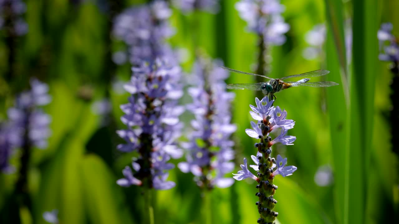 libélula dasher azul en el lirio de agua púrpura